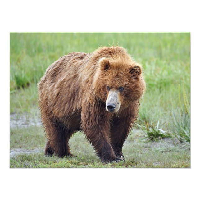 24x18 Foto satin de urso pardo (Frente)