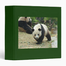 Panda-gigante