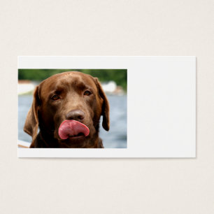 2 Chocolate_Lab.png