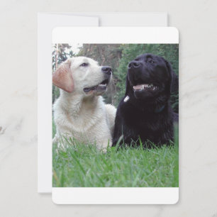 2 labs.png
