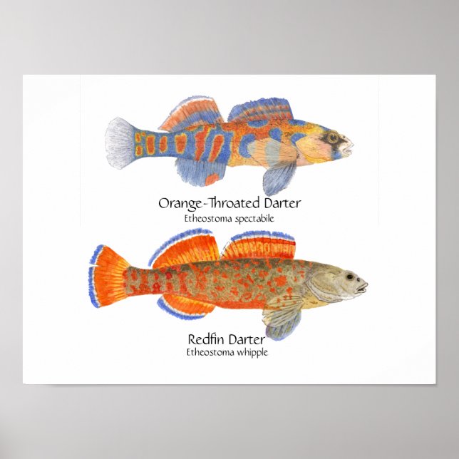 2 Poster mais escuros (Frente)