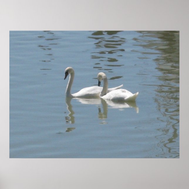 2 Swans Poster (Frente)