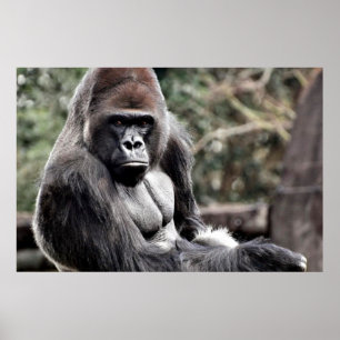 36 X 24 GORILLA PREMIUM GLOSS POSTER