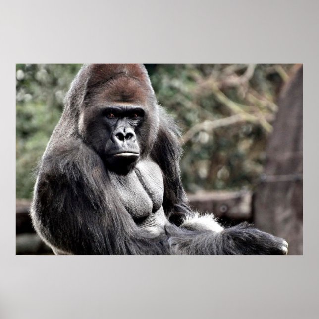 36 X 24 GORILLA PREMIUM GLOSS POSTER (Frente)