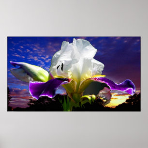 36" x 24", papel de poster do valor (Matte)