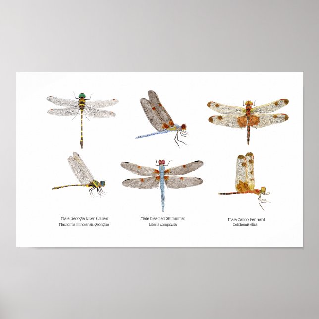 3 Dragonflies Art Poster (Frente)