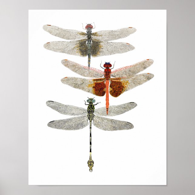 3 Dragonfly Art Poster (Frente)