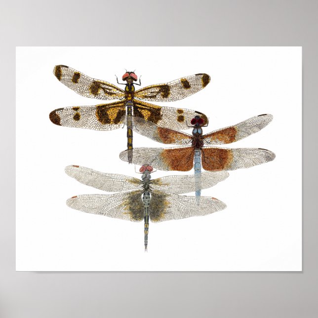 3 Dragonfly Art Poster (Frente)