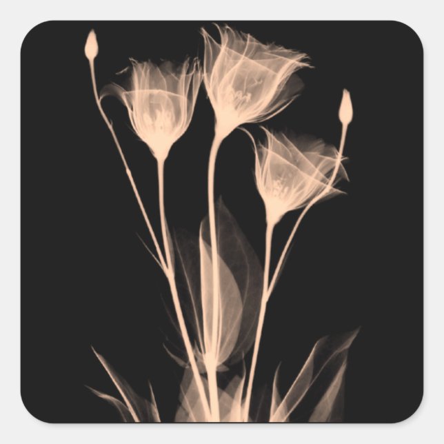3 Flores de Raio-X Etiqueta de Vinho (Frente)
