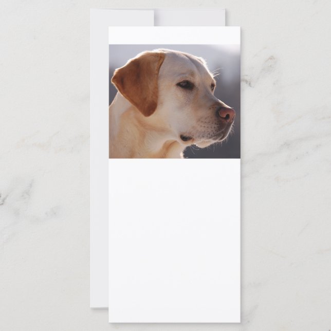 3 Labrador_Retriever (Frente)