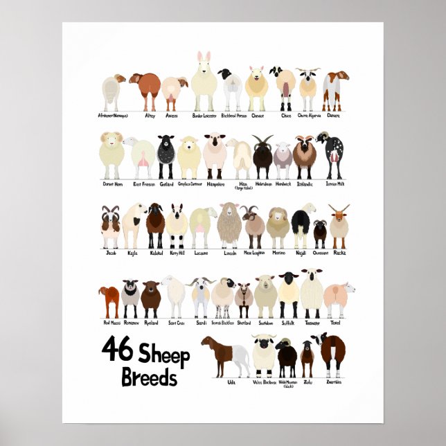 46 breeds of sheep poster (Frente)