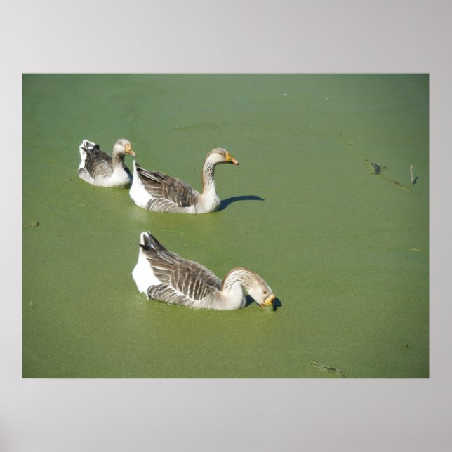 4 de março - Patos pântanos nº 2 Poster (Frente)