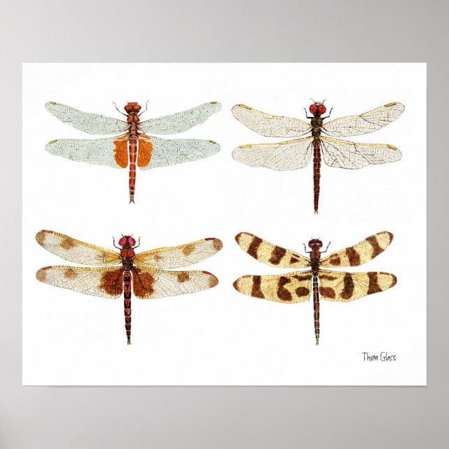 4 Dragonflies Art Poster (Frente)