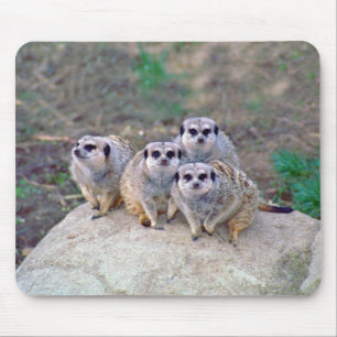 4 Meerkats Mousepad espreitando