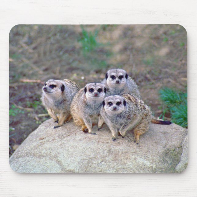 4 Meerkats Mousepad espreitando (Frente)