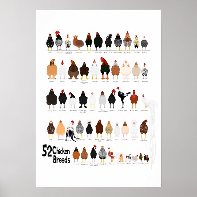 52 raças de poster (Frente)