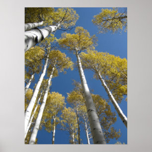 5) posters elevado dos álamos tremedores (