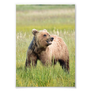 5x7 Foto de Satin de urso pardo