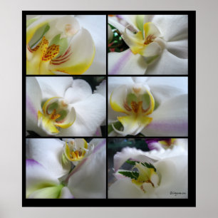 6 Orquídeas Brancas Impressões de Poster de Phalae