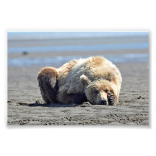 6x4 foto do urso pardo