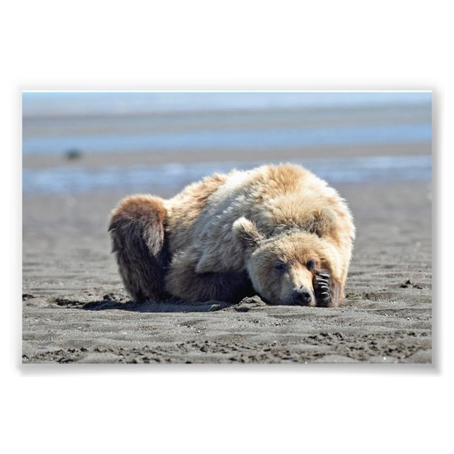 6x4 foto do urso pardo (Frente)