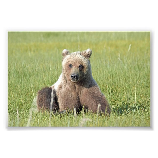 6x4 Satin Foto de urso pardo (Frente)