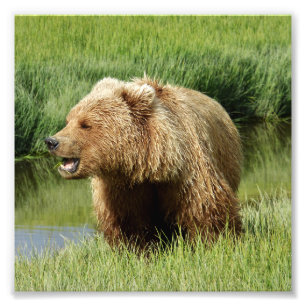 6x6 Foto de Satin de urso pardo