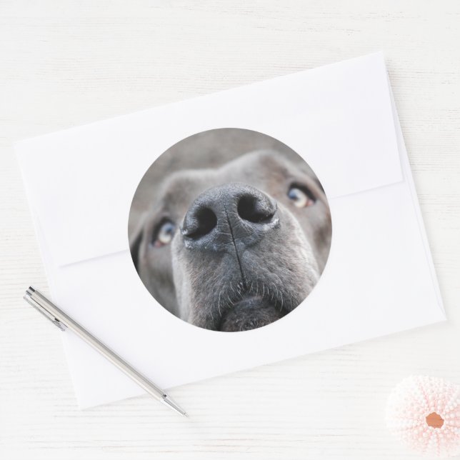 7,6 cm autocolante Doggennase (Envelope)