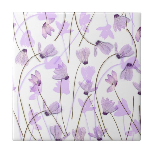 #7 de florescência - Azulejo roxo do Cyclamen (Frente)