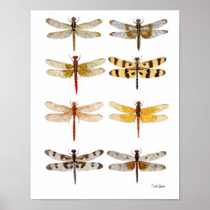 8 Dragonflies Poster