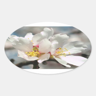 A amêndoa branca floresce etiqueta