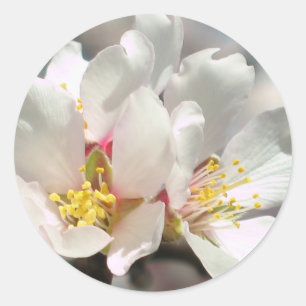 A amêndoa floresce etiqueta