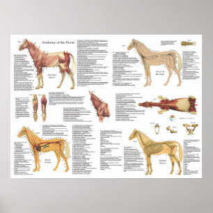 A anatomia eqüino do cavalo Muscles o poster de