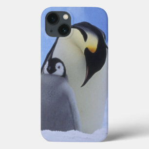 A Antártica. Pinguins e pintinho de imperador