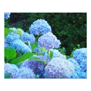A arte decorativa floral da fotografia imprime o