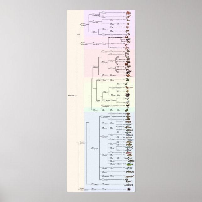 A Árvore do Yum: Animalia Impressão (Frente)