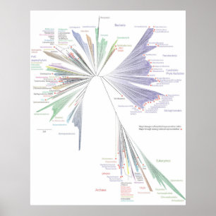 A árvore nova do poster da vida (GRANDE)