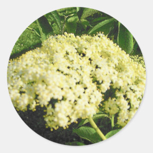 A baga de sabugueiro floresce etiquetas