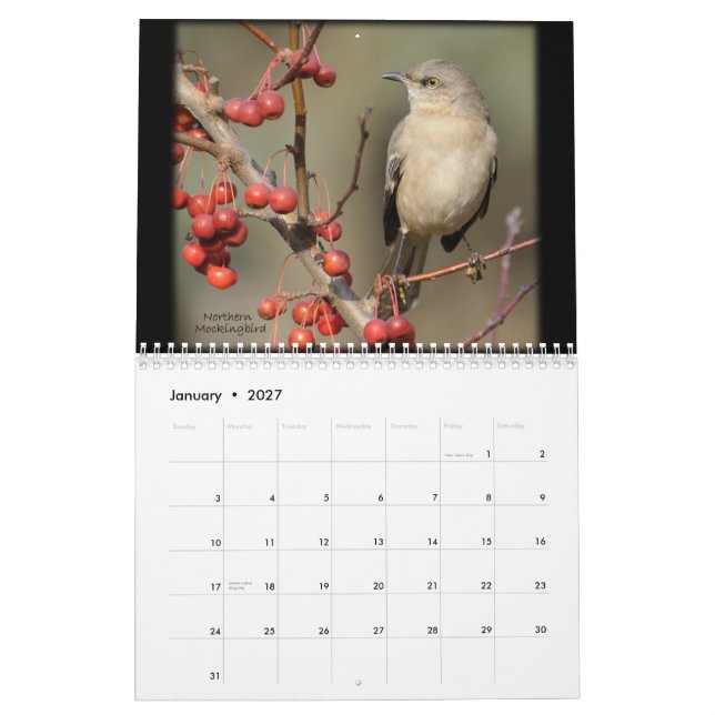 A beleza do calendário selvagem dos pássaros (Jan 2027)