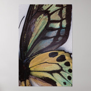 A borboleta voa o poster