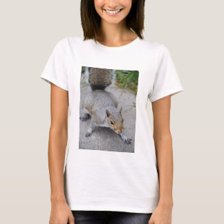 A camisa das mulheres do esquilo