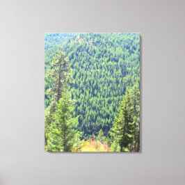 A Canvas da Floresta