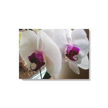 A CANVAS ORCHID BRANCA