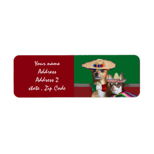 A chihuahua mexicana persegue etiquetas de