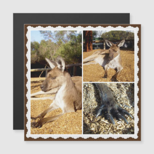 A Colagem de Imagens do Kangaroo, Cartão Magnético