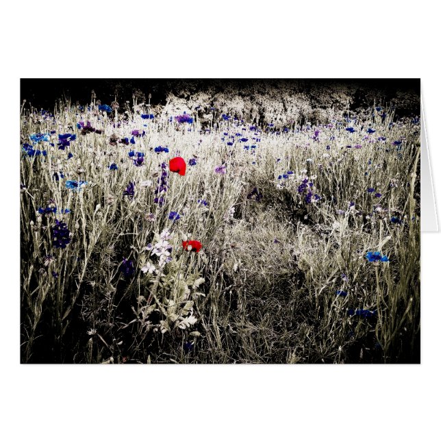 A cor isolada floresce o cartão (Frente Horizontal)