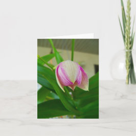 A flor de orquídea abre-se num cartão de nota de v