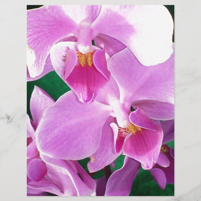 A floração das orquídeas se fecha a rosa (Frente)