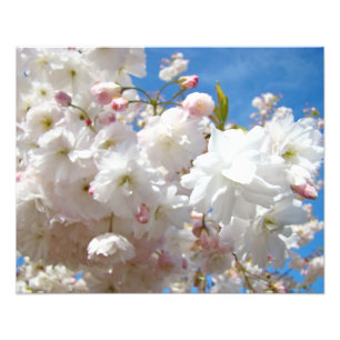 A fotografia floral da natureza imprime flores da