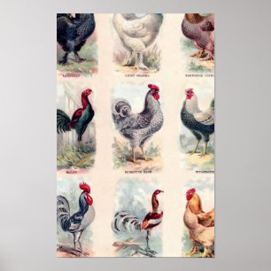 A galinha produz o poster vintage